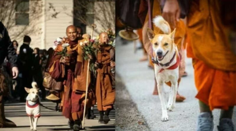 རྒྱ་གར་གྱི་ཁྱི་འཁྱམ་ཞིག་ཨ་རིར་ཞི་བདེའི་ཕོ་ཉ་ལྟ་བུ་གྱུར།